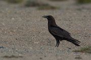 Brown-necked raven