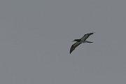Brown booby