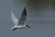 Caspian tern