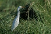Cattle egret