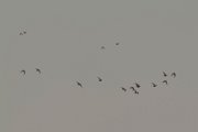 Chestnut-bellied sandgrouse