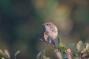 Chiffchaff