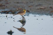 Citrine wagtail
