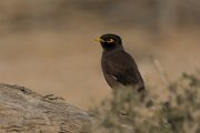 Common myna