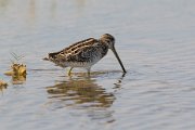 Common snipe