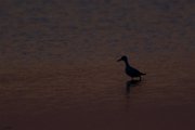 Crab plover