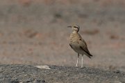 Cream-coloured courser