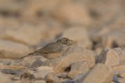 Desert lark
