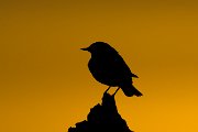 Desert wheatear
