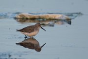 Dunlin