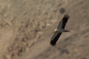 Egyptian vulture