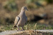 Eurasian collared-dove