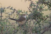 Graceful prinia