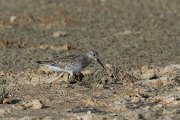 Great knot