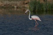 Greater flamingo