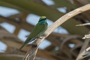 Green bee-eater