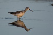 Greenshank