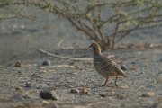 Grey francolin