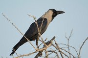 House crow