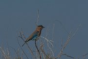 Indian roller