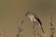 Indian silverbill