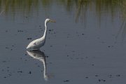 Intermediate egret