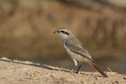 Isabelline shrike