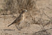 Isabelline wheatear