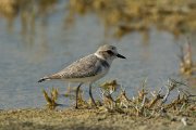 Kentish plover