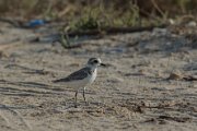 Lesser sand-plover