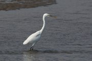 Little egret