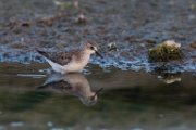 Little stint