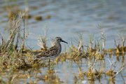 Long-toed stint