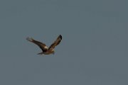 Marsh harrier