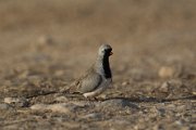 Namaqua dove