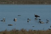 Osprey