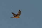 Pallid harrier
