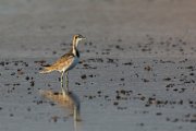 Pheasant-tailed jacana