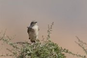 Red-tailed wheatear