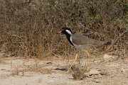 Red-wattled lapwing