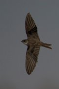 Sand martin