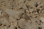 Sand partridge