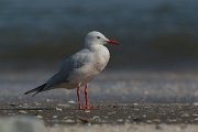 Slender-billed gull