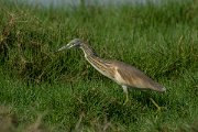Squacco heron