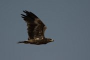 Steppe eagle