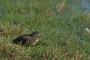 Striated heron