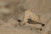 Striolated bunting