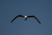 Swift tern