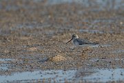 Terek sandpiper
