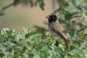 White-spectacled bulbul